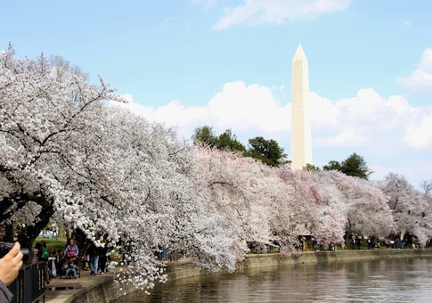 Cherry blossoms in Washington