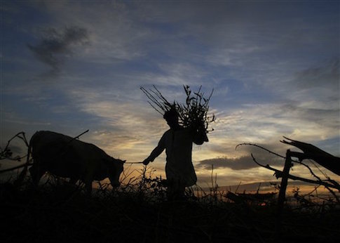 An Afghan farmer leaves a field with his cow after collecting dried plants to use for fire wood on the outskirts of Mazar-e-Sharif, northern Afghanistan