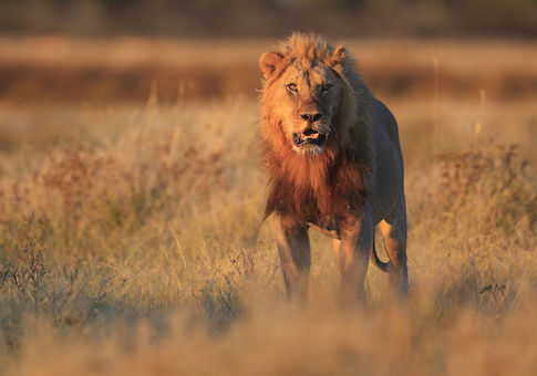 Lion