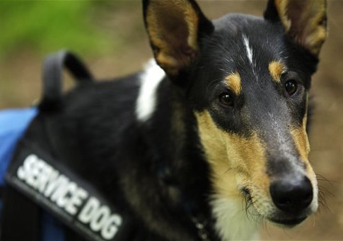 Service dog