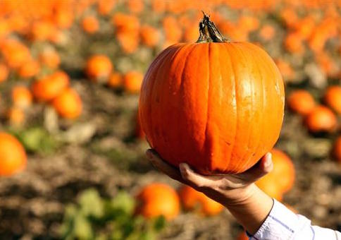 A pumpkin