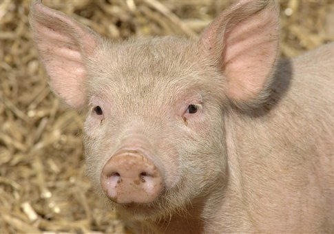 Pig