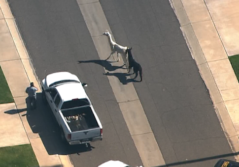 llamas