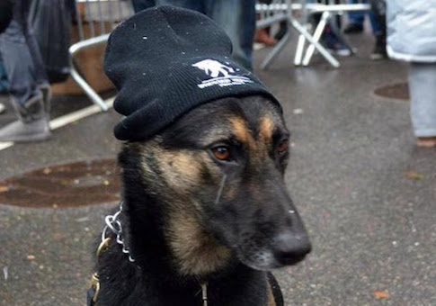 Timoshenko the dog