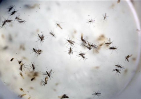Zika