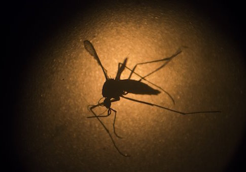 Zika