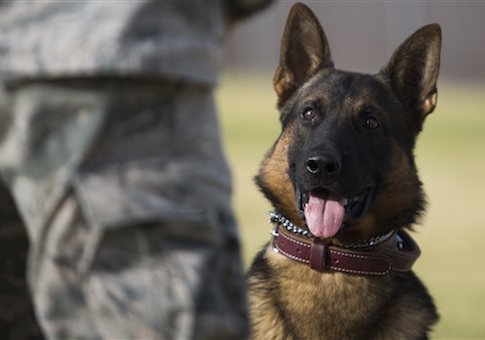 military dog