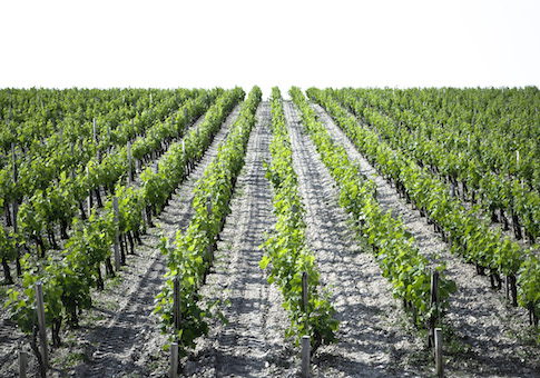 vineyard