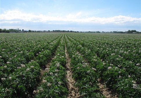 Potato farm in Idaho