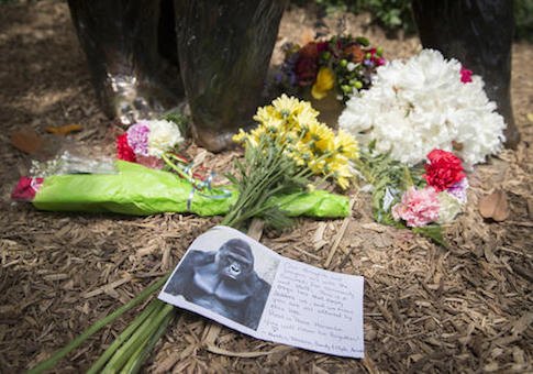 Cincinnati Zoo Gorilla Death harambe