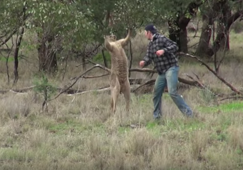 kangaroo punch