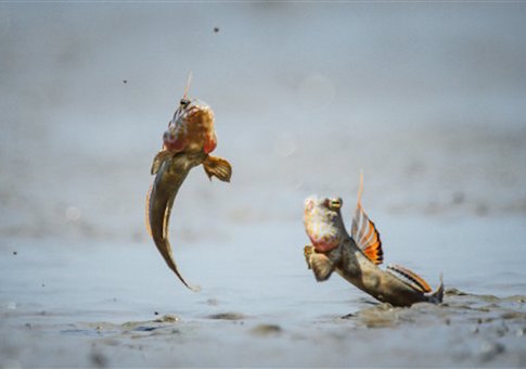 Mudskippers on a beach in West Borneo, Indonesia - Jul 2015