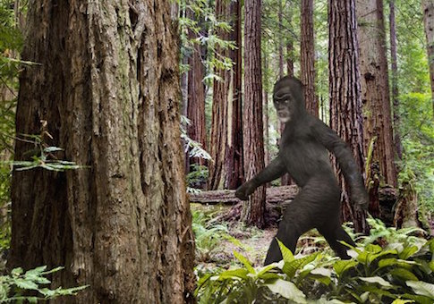 Bigfoot walking in forest