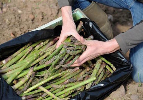 asparagus