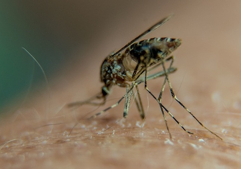 mosquito
