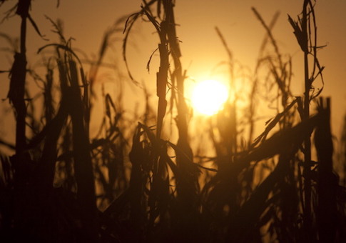 crops