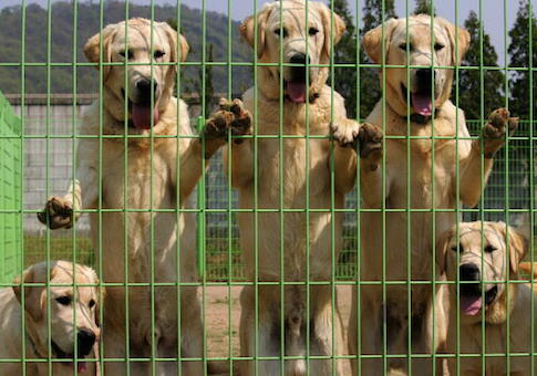 puppies