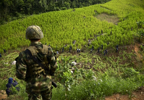 Colombian coca plantation