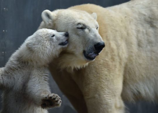 polar bears