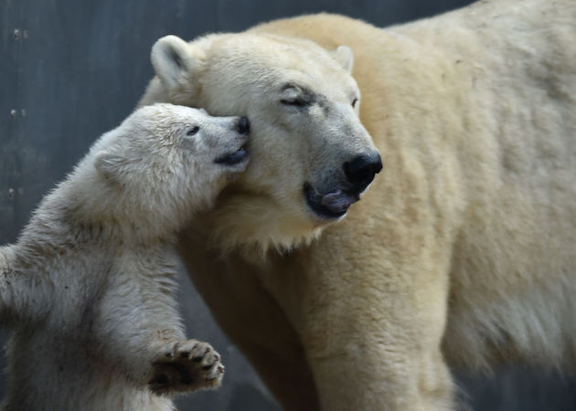 polar bears