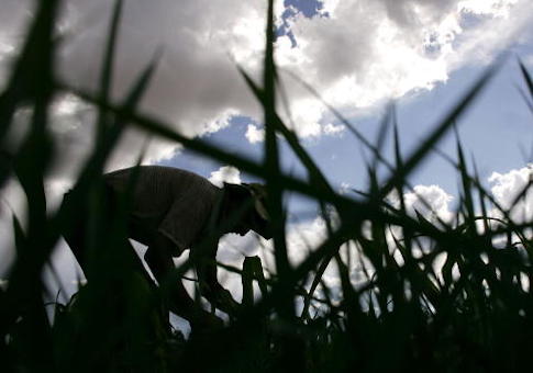 farmer