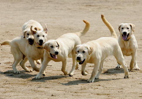 dogs
