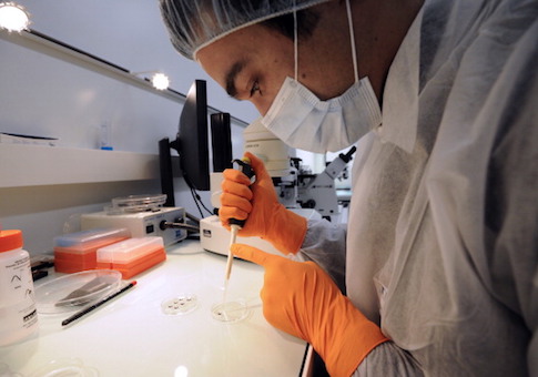 stem cell research