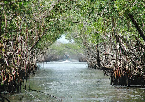 Everglades