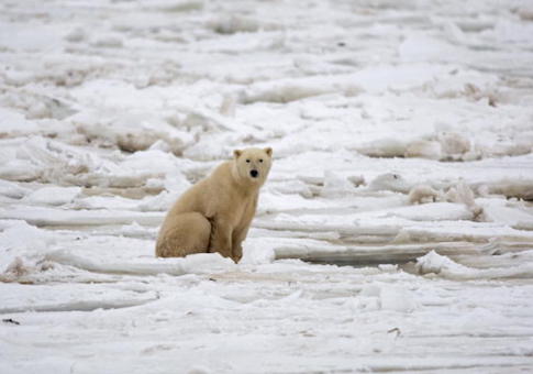 polar bear