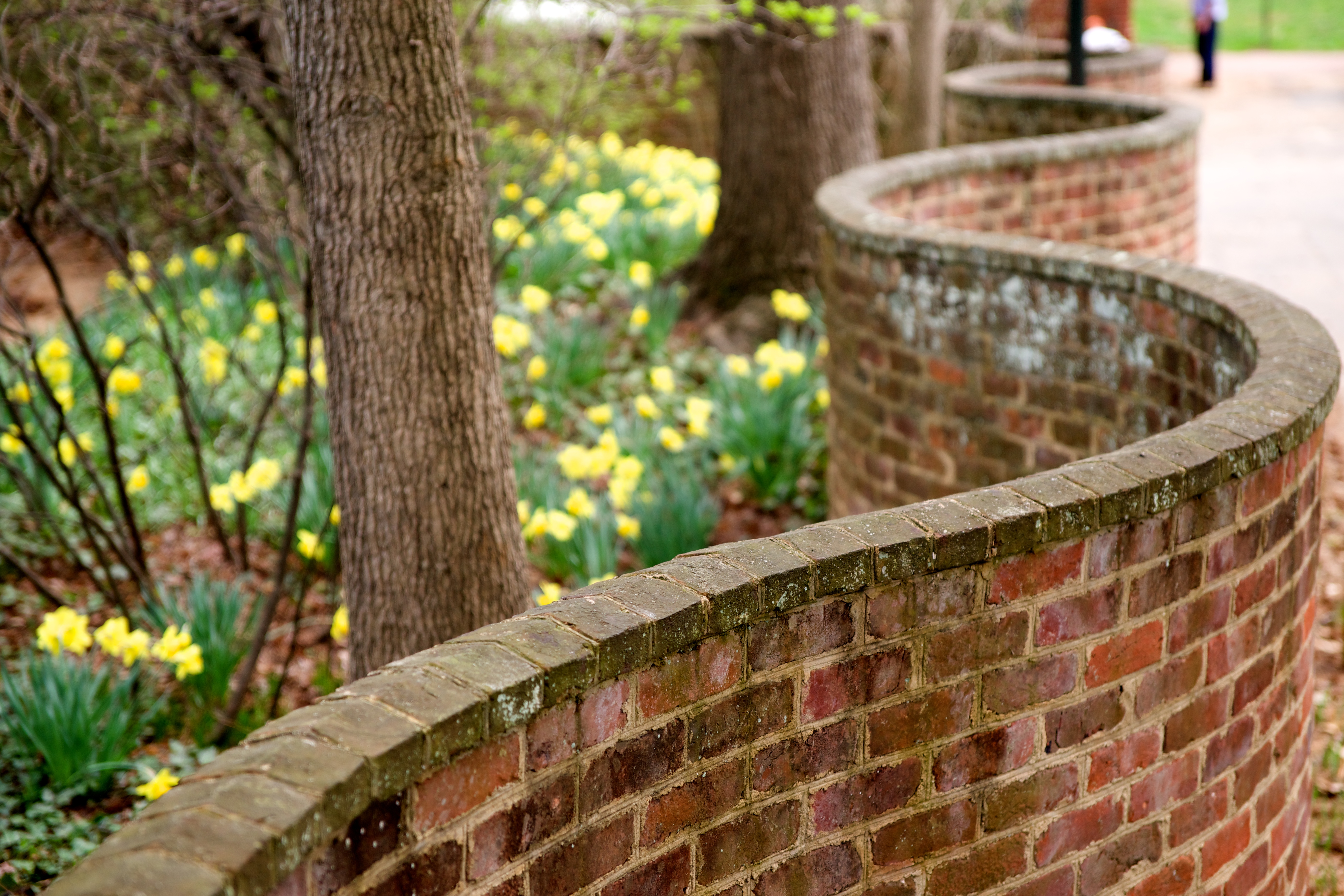 UVA serpentine walls