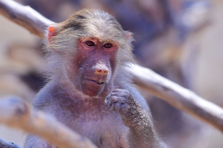 UAE-baboon