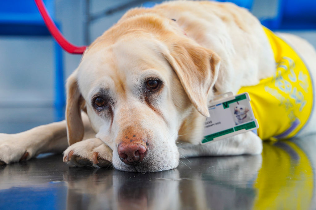 therapy dog